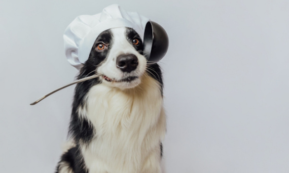 Co gotować psu? Zasady domowego żywienia psa – domowe jedzenie dla pupila musi mieć odpowiednie proporcje!