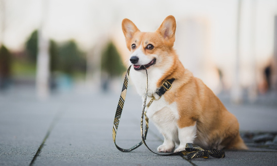 Jakie akcesoria dla psa warto mieć na spacerze?
