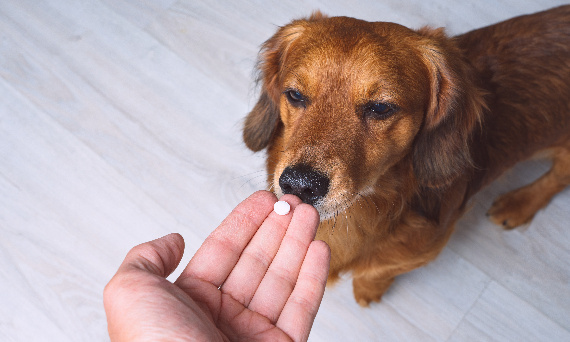 Probiotyk dla psa – sprawdź, czy warto. Kapsułka dla odbudowy flory bakteryjnej jelit