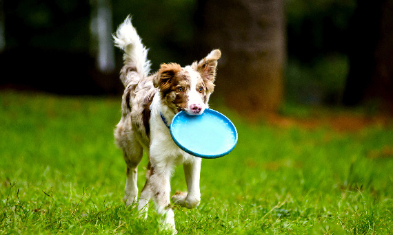 Jak nauczyć psa łapać frisbee? Poradnik dla opiekunów