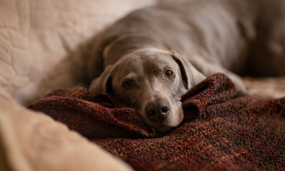 Łysienie u psa: przyczyny, objawy, zapobieganie i leczenie