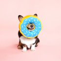 ZIPPY PAWS Pluszowy Donut dla psa - borówkowy