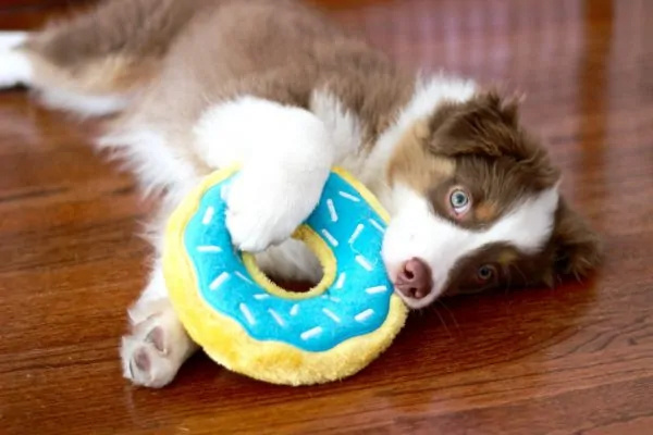 ZIPPY PAWS Pluszowy Donut dla psa - borówkowy