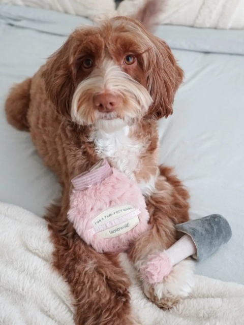 Lambwolf zabawka węchowa dla psa – lakier do paznokci