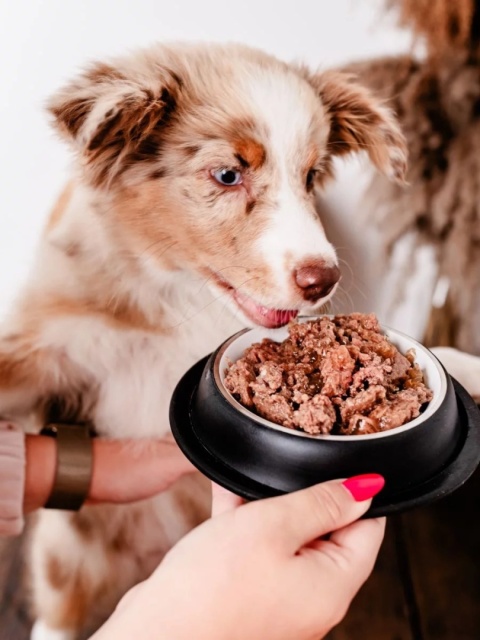 PERRO Gourmet JUNIOR Jeleń z gruszką - monobiałkowa karma mokra dla szczeniąt 800 g