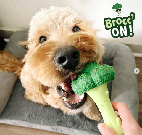 Nylabone Power Chew Broccoli - twardy gryzak dla psa - brokuł o zapachu sera z bekonem - L