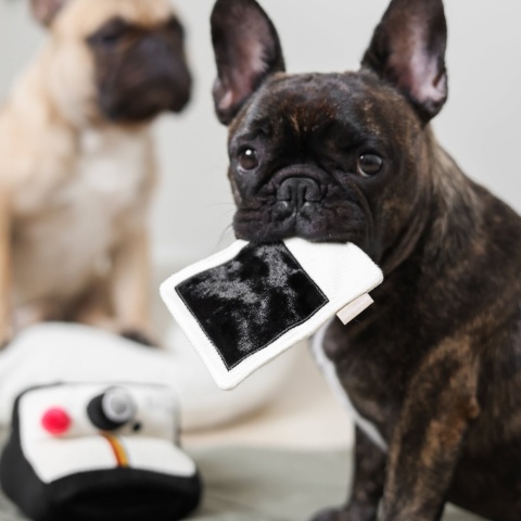 Lambwolf – zabawka węchowa dla psa „Aparat Polaroid”