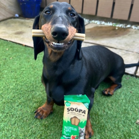 SOOPA Watermelon & Apple Dental Sticks - wege gryzaki dentystyczne dla psa - arbuz i jabłko SOOPA Watermelon & Apple Dental Sticks - wege gryzaki dentystyczne dla psa - arbuz i jabłko