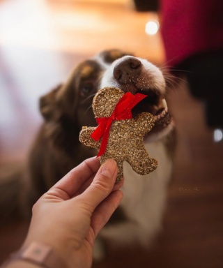 Ciasteczko świąteczne dla psa – Pan Pierniczek – masło orzechowe i banany