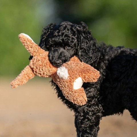 Max&Molly - Huggles Toy - Pan królik - urocza zabawka dla psa