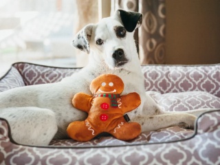 Pets P.L.A.Y. - Holiday Classic Holly Jolly Gingerbread Man - świąteczny pierniczek - zabawka dla psa