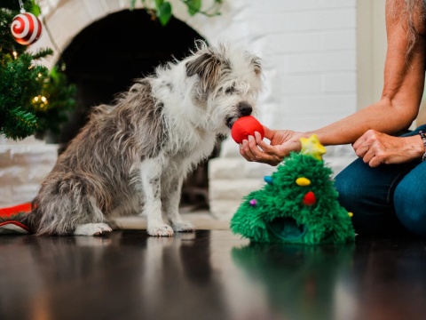 Pets P.L.A.Y. Merry Woofmas Doglas Fur - norka węchowa choinka z bombkami - zabawka świąteczna dla psa