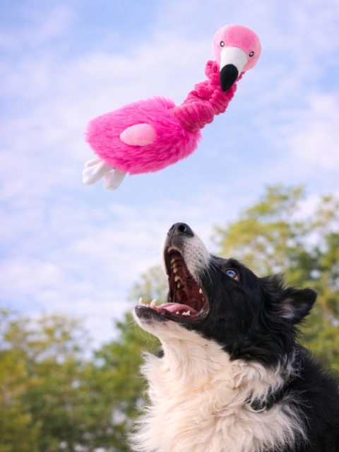 ZippyPaws Flaming Bungee – zabawka dla psa flaming