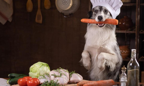 Czy karmienie psa domowym jedzeniem to dobry pomysł?