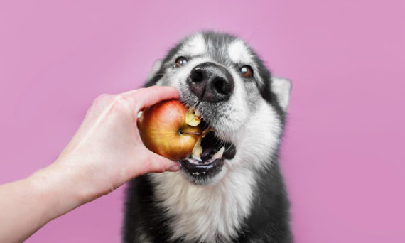 Czy pies może jeść owoce surowe?