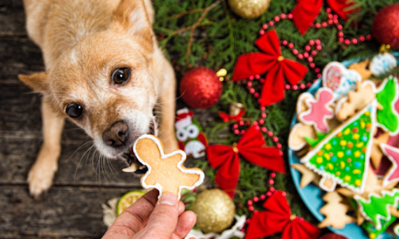 Czy pies może jeść pierniki bożonarodzeniowe albo te w czekoladzie?