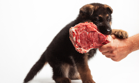 Białko dla psa — dlaczego to najważniejszy składnik pokarmowy diety?