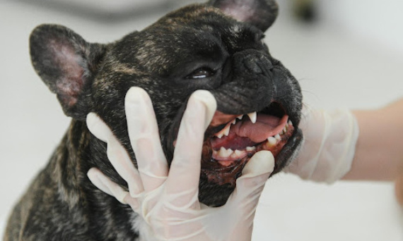 Jak karmić psa po usunięciu zębów?