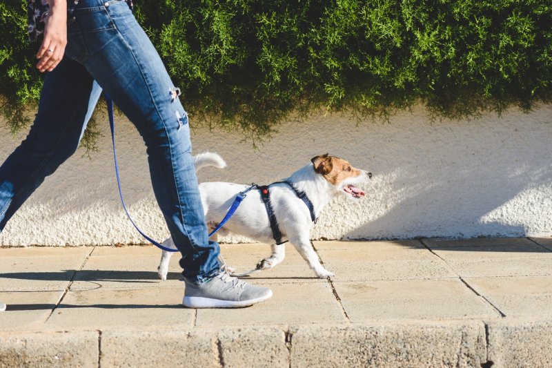 Jak nauczyć psa chodzić na smyczy?
