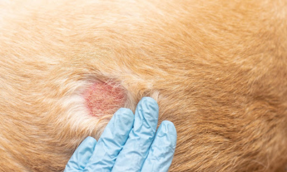 Jaka karma dla psa z alergią skórną? Dowiedz się, jak ulżyć swojemu pupilowi