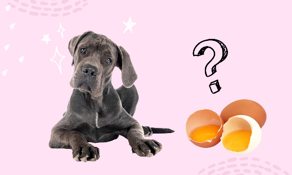 Czy pies może jeść jajko w każdej formie?