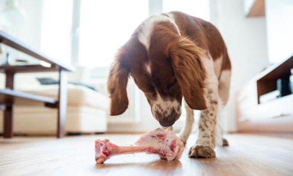 Kość dla psa – jakie są najlepsze kości i gryzaki dla psów? Czy pies może jeść kości?