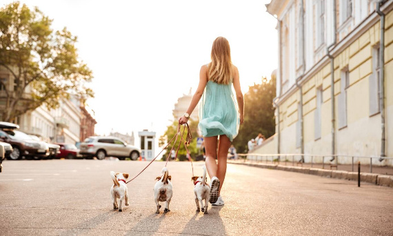 Spacer z psem – co warto wiedzieć?