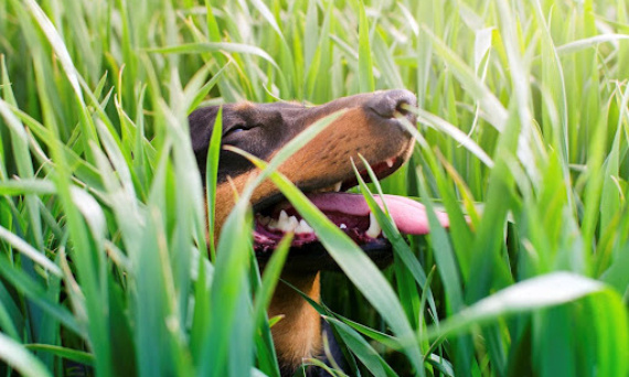 Czy pies może jeść trawę podczas spaceru?