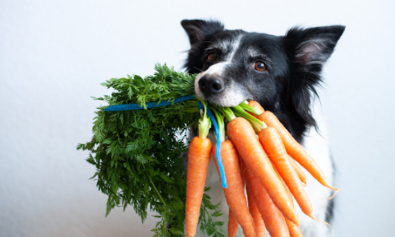 Warzywa dla psa – jakie warzywa mogą jeść nasze pupile?