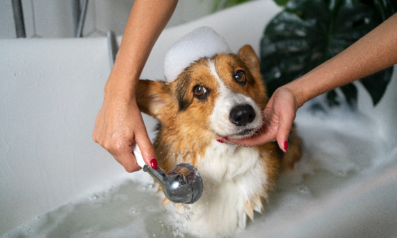 Jaki szampon dla psa? Kompletny przewodnik wyboru idealnego produktu