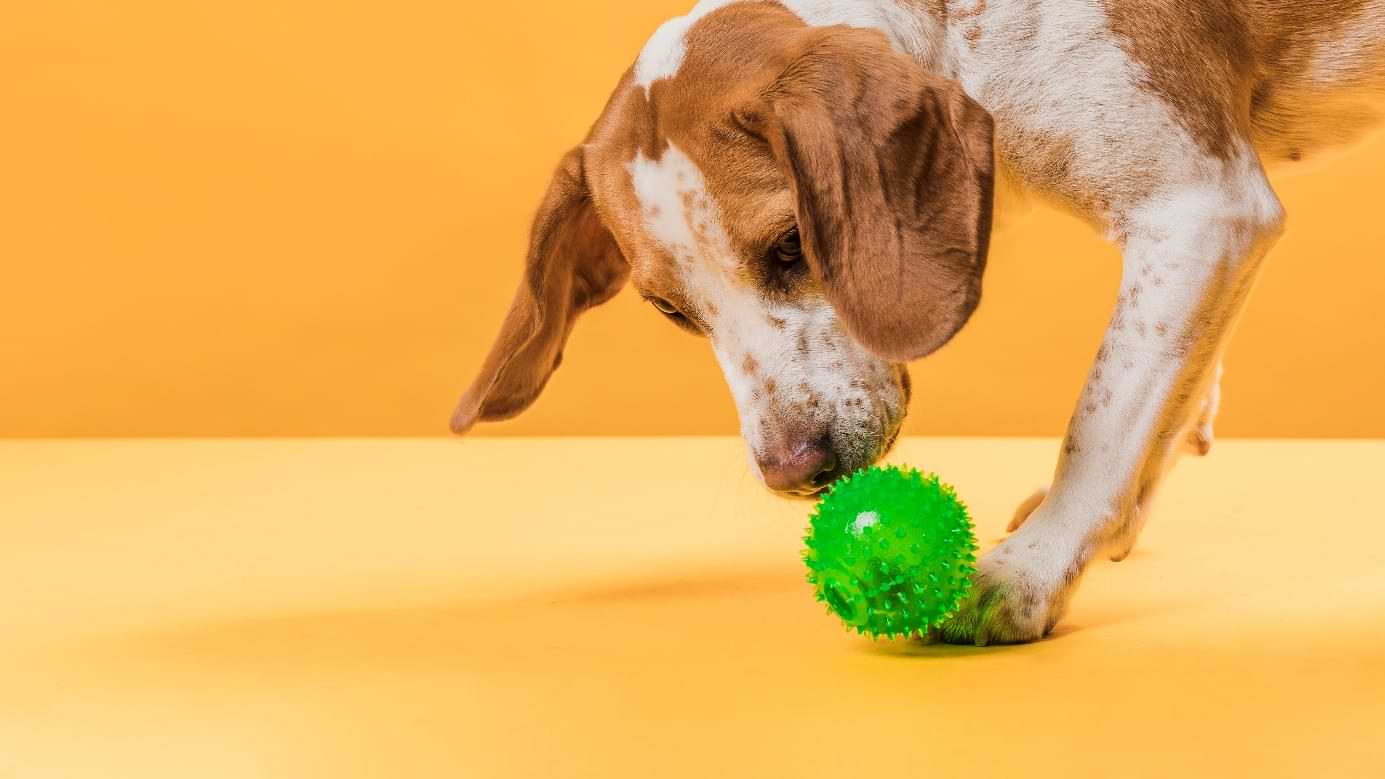Zabawy węchowe – domowa rozrywka dla psa