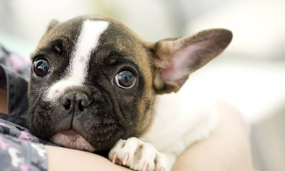 Zestresowany pies – jak mu pomóc?