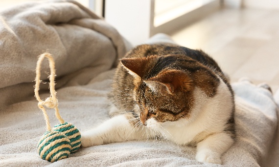Jak zrobić zabawki dla kotów z prostych materiałów dostępnych w domu?