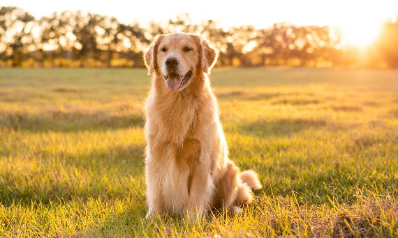 Jak długo pies wydala robaki po odrobaczeniu i co jest normą?