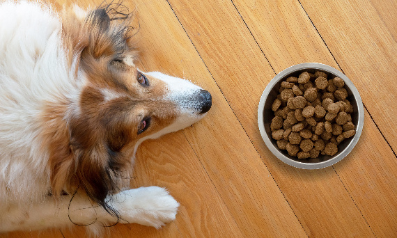 Co robić, gdy pies nie chce jeść suchej karmy?