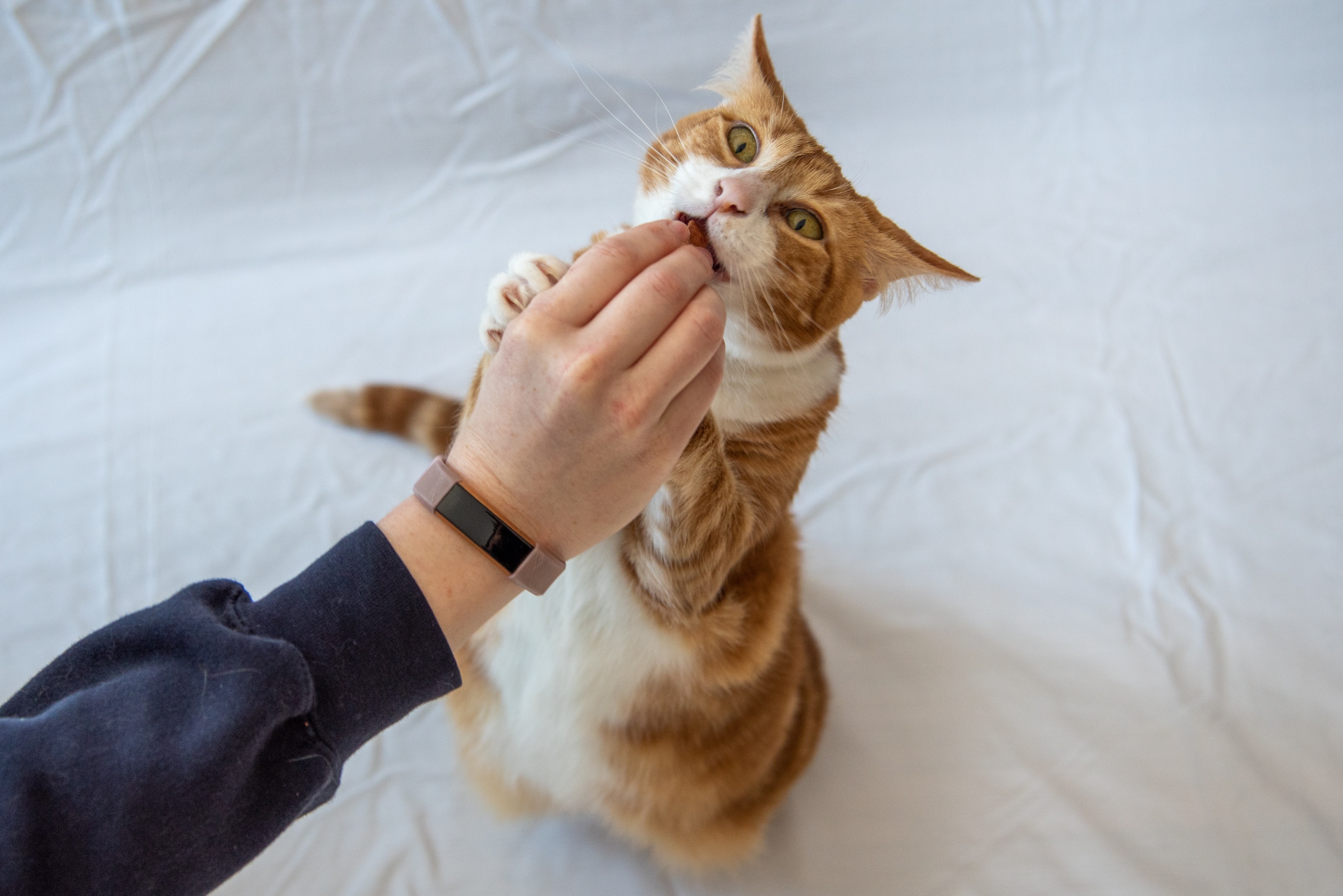 Jak karmić kota, aby wspierać jego zdrowie i naturalne potrzeby żywieniowe?