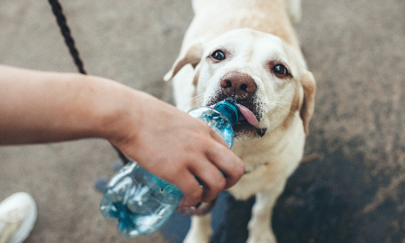 Dlaczego mój pies unika picia wody i jak temu zaradzić?