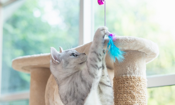 Jak bezpiecznie i rozsądnie odchudzić kota, dbając o jego zdrowie?