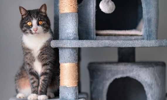 Jak wychowywać kota, aby był spokojny, ciekawski i dobrze czuł się w domu?