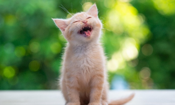 Jak rozpoznać kota od kotki – najprostsze i pewne sposoby.