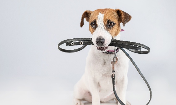 Jakie szelki dla psa wybrać, aby były wygodne i bezpieczne na spacery?