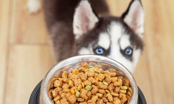 Jak zapewnić odpowiednią dietę psu z diagnozą cukrzycy?