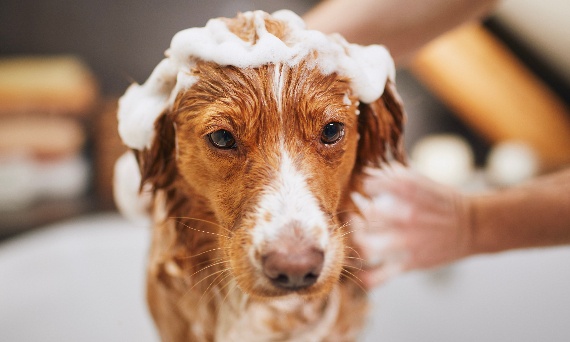 Jak nauczyć psa czystości krok po kroku, bez frustracji i kar?