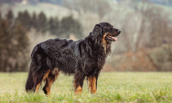 Jak zrobić matę węchową dla psa samodzielnie w domu?