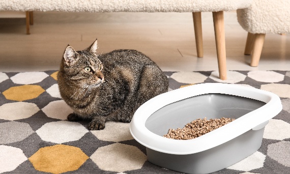 Jaki żwirek dla kota wybrać, żeby skutecznie ograniczyć nieprzyjemne zapachy?