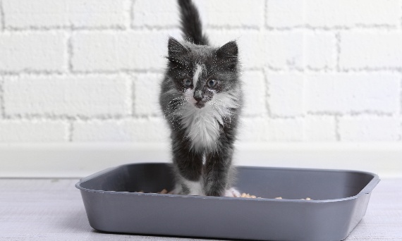 Jaki żwirek dla kota najlepiej sprawdzi się na co dzień i dlaczego ma to znaczenie?