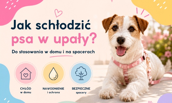 Jak schodzić psa w upały? Do stosowania w domu i na spacerach