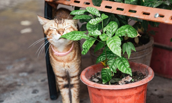 Jakich zapachów nie lubią koty i dlaczego warto o tym wiedzieć?