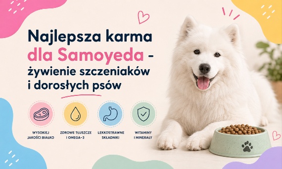 Najlepsza karma dla Samoyeda - żywienie szczeniaków i dorosłych psów