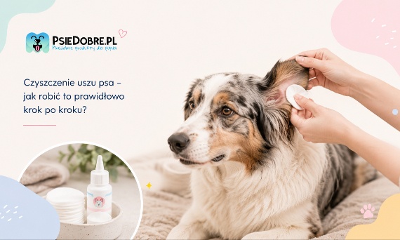 Czyszczenie uszu psa – jak robić to prawidłowo krok po kroku?
